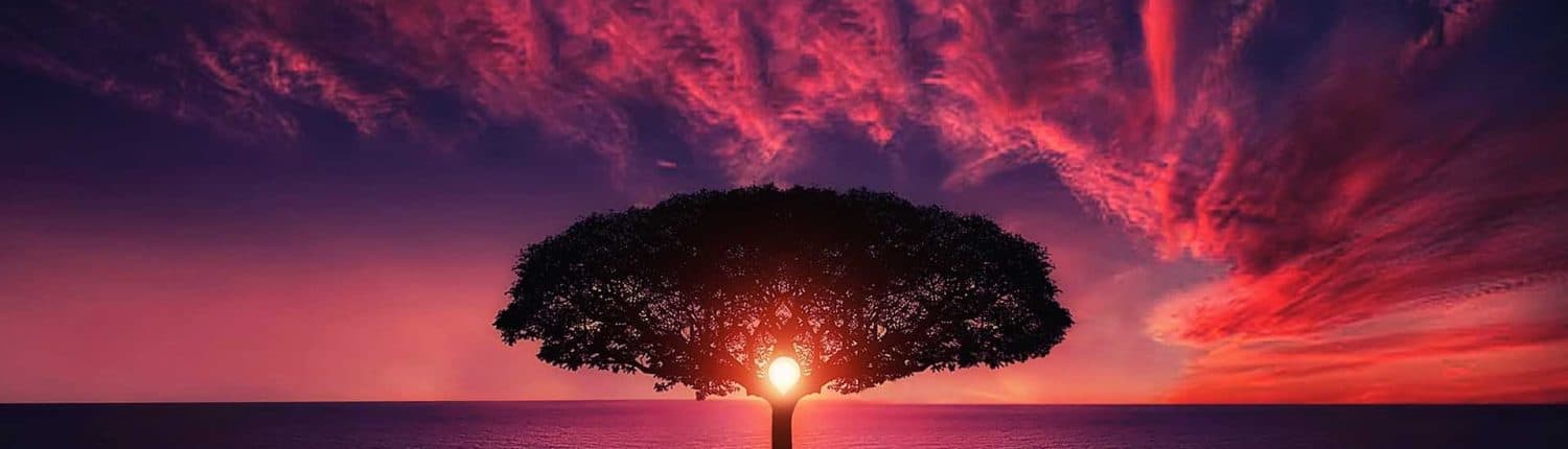 Beautiful tree crown in the colours of the sun